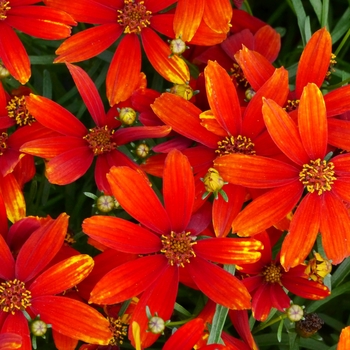 Coreopsis 'Ladybird' (084493)