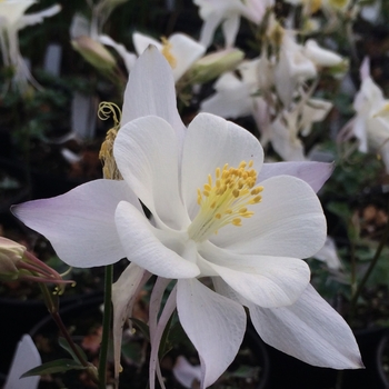 Aquilegia caerulea Songbird 'Dove' (084506)