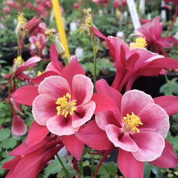 Aquilegia caerulea Songbird 'Cardinal' (084507)