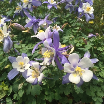 Aquilegia caerulea Songbird 'Bunting' (084508)