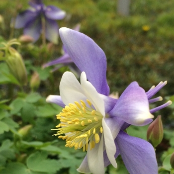 Aquilegia caerulea Songbird 'Bunting' (084509)