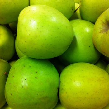 Malus domestica 'Golden Delicious' (084517)