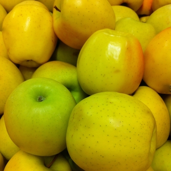 Malus domestica 'Golden Delicious' (084518)