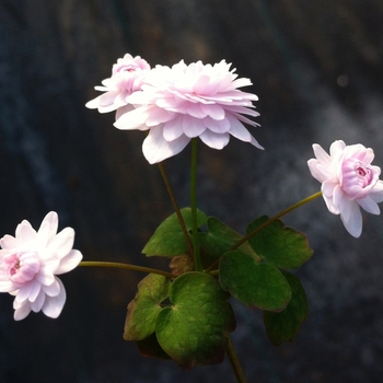 Anemonella thalictroides '' (084527)