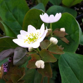 Anemonella thalictroides '' (084528)