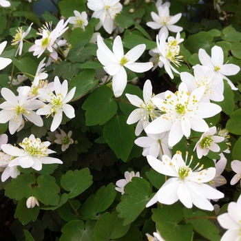 Anemonella thalictroides '' (084529)