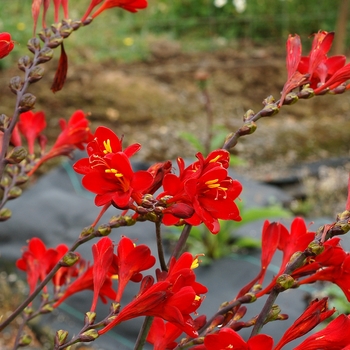 Crocosmia Nova™ 'Dragonfire' (084532)