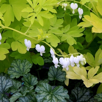 Dicentra spectabilis 'White Gold' (084534)