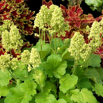 Heuchera Little Cuties™ 'Blondie in Lime' (084535)