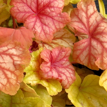 Heuchera 'Champagne' (084538)