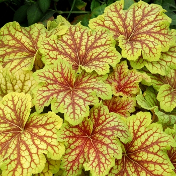 Heuchera 'Red Lightning' (084539)