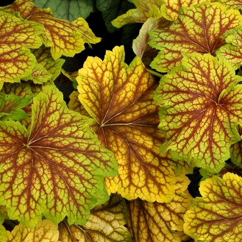 Heuchera 'Red Lightning' (084540)