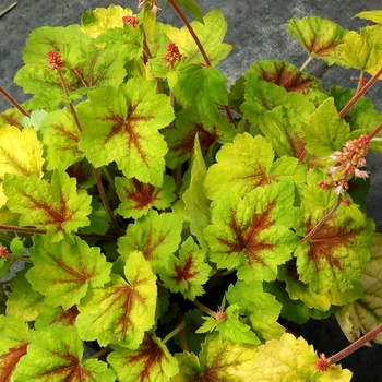 Heucherella 'Hot Spot' (084548)