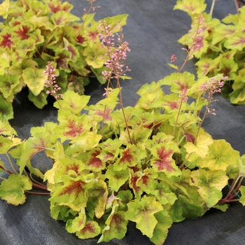 Heucherella 'Hot Spot' (084549)