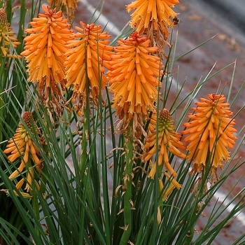 Kniphofia Poco™ 'Orange' (084552)