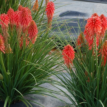 Kniphofia Poco™ 'Red' (084553)