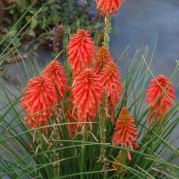 Kniphofia Poco™ 'Red' (084554)