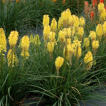 Kniphofia Poco™ 'Yellow' (084555)