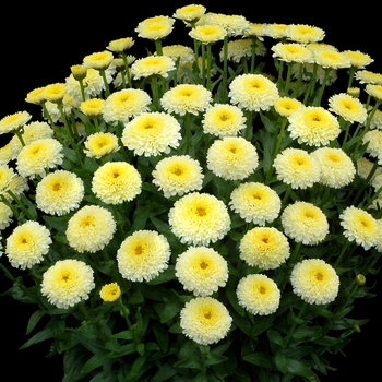 Leucanthemum x superbum 'Luna' (084558)