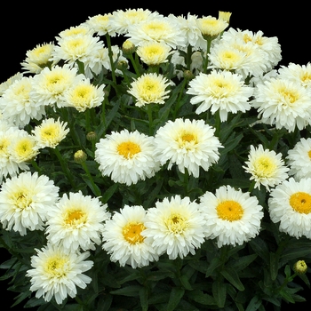 Leucanthemum x superbum 'Macaroon' (084560)