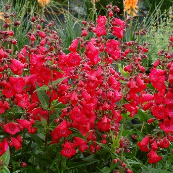 Penstemon Cha Cha™ 'Cherry' (084563)