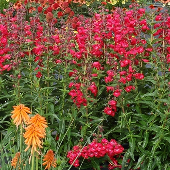 Penstemon Cha Cha™ 'Cherry' (084564)