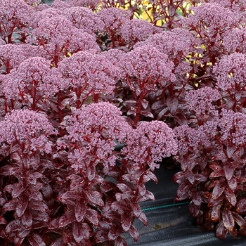 Sedum telephium 'Dark Magic' (084567)