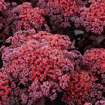 Sedum telephium 'Dark Magic' (084568)