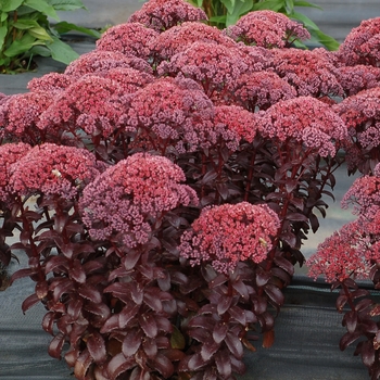 Sedum telephium 'Dark Magic' (084569)