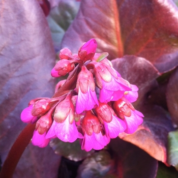 Bergenia 'Eroica' (084579)