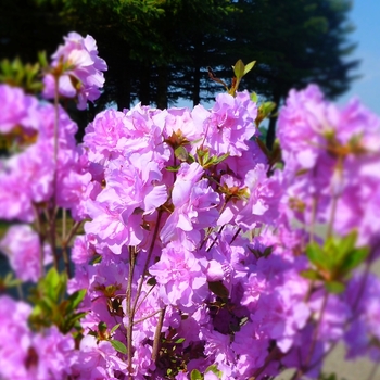 Rhododendron Shammarello hybrid 'Elsie Lee' (084600)