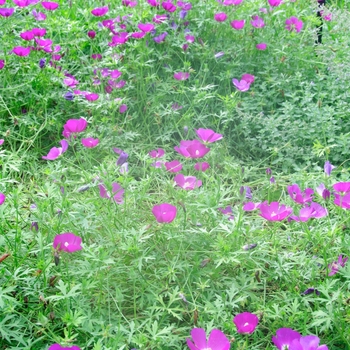 Callirhoe involucrata '' (084657)