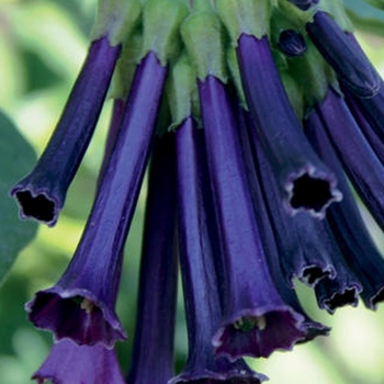 Iochroma 'Royal Queen™ Purple' 