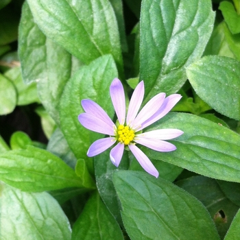 Boltonia asteroides var. latisquama 'Jim Crocket™' (084681)