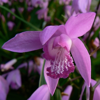 Bletilla striata '' (084693)