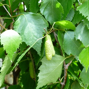 Betula pendula 'Fastigiata' (084696)