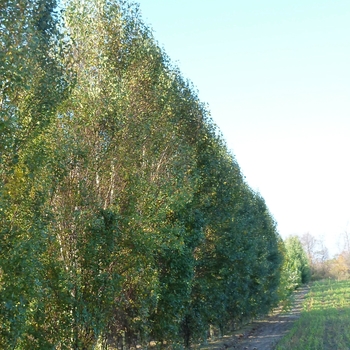 Betula pendula 'Fastigiata' (084698)