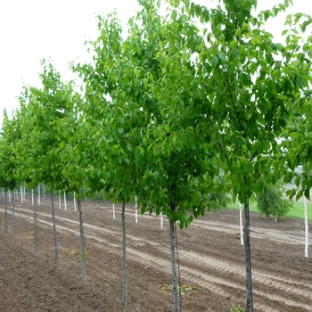 Betula alleghaniensis '' (084701)