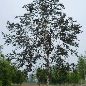 Betula 'Royal Frost®' (084704)