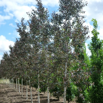 Betula 'Royal Frost®' (084705)