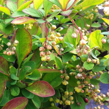 Berberis thunbergii 'Emerald Carousel®' (084809)