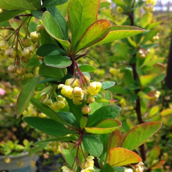 Berberis thunbergii 'Emerald Carousel®' (084810)