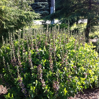 Baptisia Prairieblues™ 'Twilite' (084813)