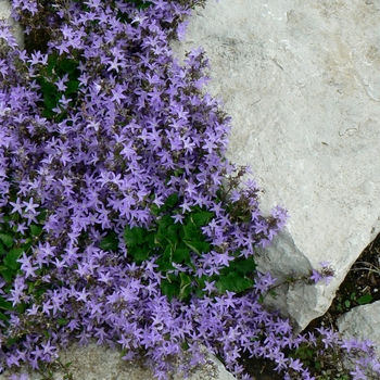 Campanula poscharskyana 'Blue Waterfall™' (084816)