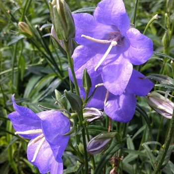 Campanula persicifolia 'Telham Beauty' (084819)