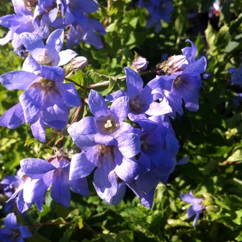 Campanula lactiflora 'Prichard's Variety' (084822)