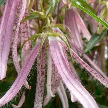 Campanula 'Pink Octopus' (084826)