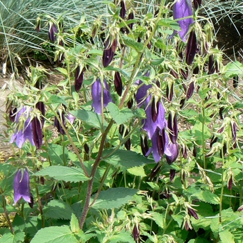 Campanula 'Kent Belle' (084827)