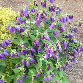 Campanula 'Kent Belle' (084828)