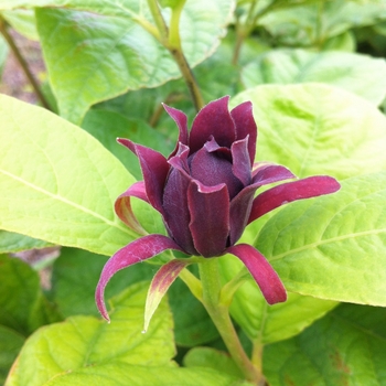 Calycanthus floridus '' (084831)